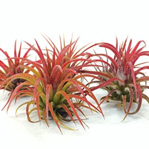 Air Plant Fuego Assortment | Lonantha Fuego Tillandsia Air Plants ...