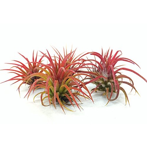 Air Plant Fuego Assortment | Lonantha Fuego Tillandsia Air Plants ...