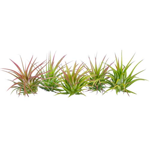 Air Plant Fuego Assortment | Lonantha Fuego Tillandsia Air Plants ...