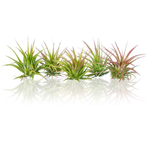 Air Plant Fuego Assortment | Lonantha Fuego Tillandsia Air Plants ...