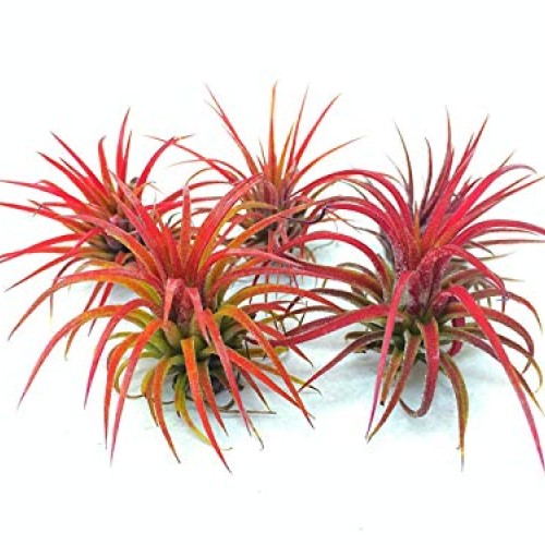 Air Plant Fuego Assortment | Lonantha Fuego Tillandsia Air Plants ...