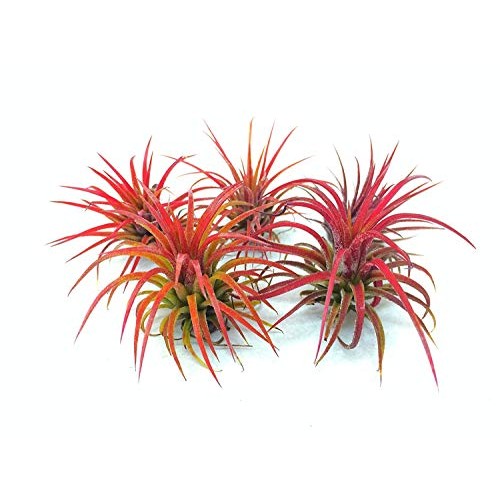 Air Plant Fuego Assortment | Lonantha Fuego Tillandsia Air Plants ...