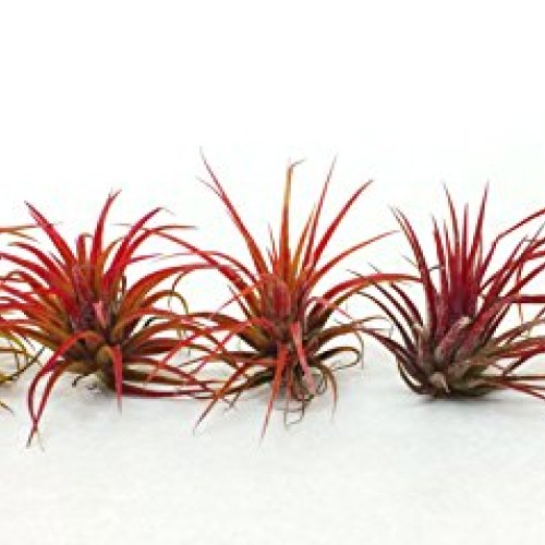 Air Plant Fuego Assortment | Lonantha Fuego Tillandsia Air Plants ...
