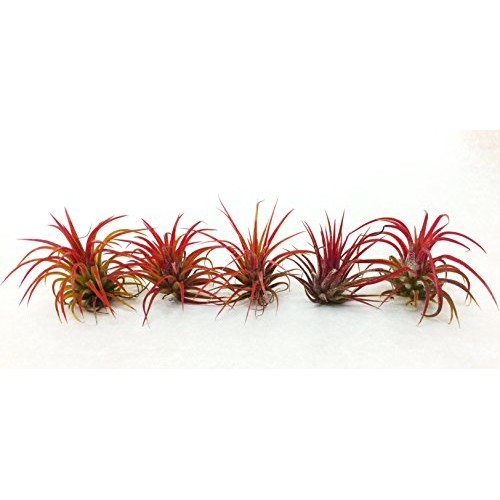 Air Plant Fuego Assortment | Lonantha Fuego Tillandsia Air Plants ...