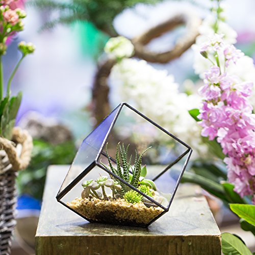 NCYP 3.93 inches Geometric Decorative Terrarium Cube Inclined Clea...