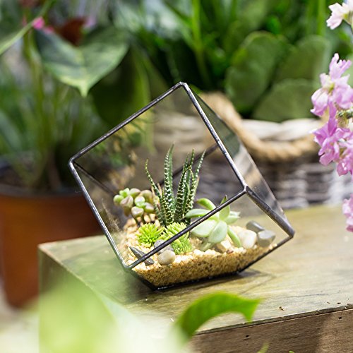 NCYP 3.93 inches Geometric Decorative Terrarium Cube Inclined Clea...