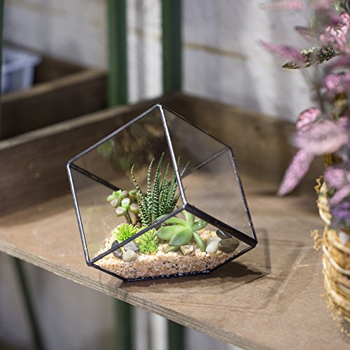 NCYP 3.93 inches Geometric Decorative Terrarium Cube Inclined Clea...