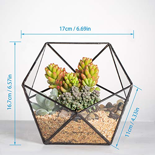NCYP Geometric Glass Terrarium Half Ball Pentagon Planter Indoor B...