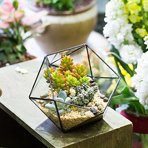 NCYP Geometric Glass Terrarium Half Ball Pentagon Planter Indoor B...