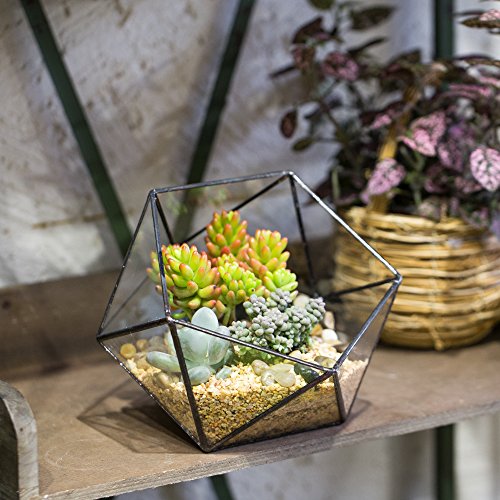 NCYP Geometric Glass Terrarium Half Ball Pentagon Planter Indoor B...