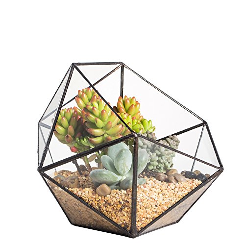 NCYP Geometric Glass Terrarium Half Ball Pentagon Planter Indoor B...