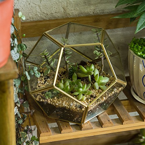 NCYP Gold Glass Geometric Terrarium, Home Tabletop Decor, Pentagon...