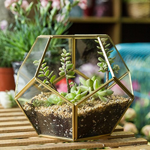 NCYP Gold Glass Geometric Terrarium, Home Tabletop Decor, Pentagon...