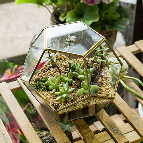 NCYP Gold Glass Geometric Terrarium, Home Tabletop Decor, Pentagon...
