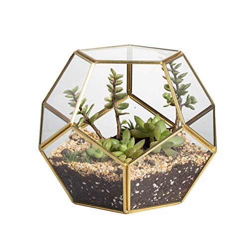 NCYP Gold Glass Geometric Terrarium, Home Tabletop Decor, Pentagon...