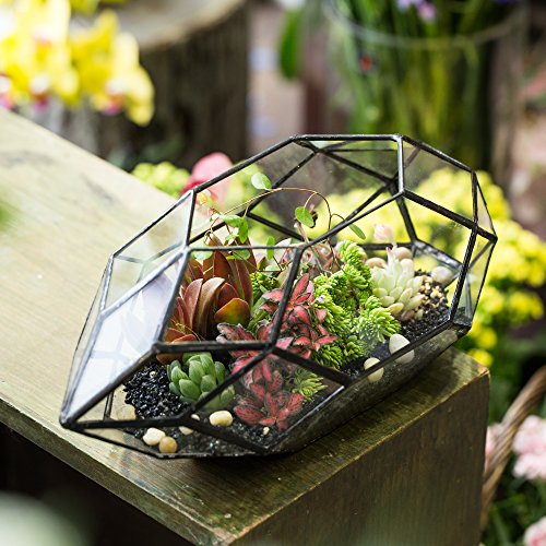 NCYP Large Geometric Glass Terrarium Handmade Irregular Planter In...