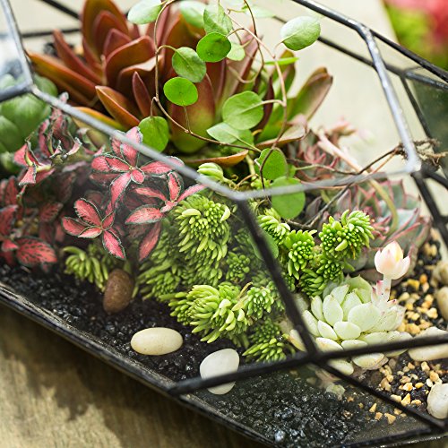 NCYP Large Geometric Glass Terrarium Handmade Irregular Planter In...