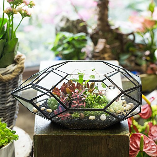NCYP Large Geometric Glass Terrarium Handmade Irregular Planter In...