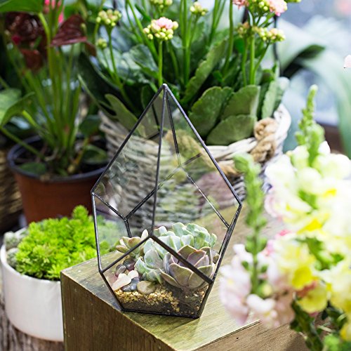 NCYP Modern Artistic Clear Glass Geometric Terrarium Four-surfaces...
