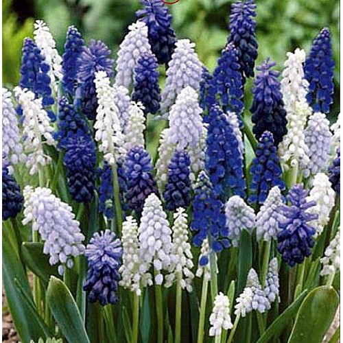 Delft Blue Grape Hyacinth Mix 20 Bulbs - Muscari - 8/9 cm Bulbs
