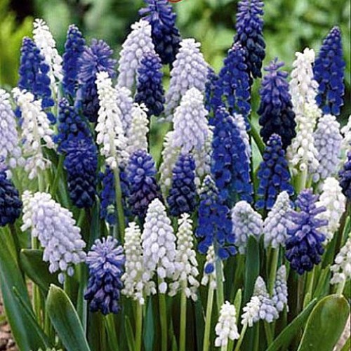 Delft Blue Grape Hyacinth Mix 20 Bulbs - Muscari - 8/9 cm Bulbs