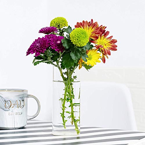 Kenter Home Wall Planters for Indoor & Outdoor Plants - Hanging Gl...