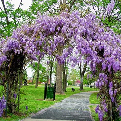 3 - Amethyst Falls Wisteria Vine - Live Plant - 3 Inch Pot Pack...