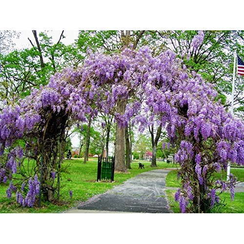 3 - Amethyst Falls Wisteria Vine - Live Plant - 3 Inch Pot Pack...