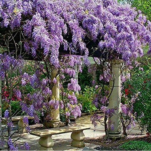 3 - Amethyst Falls Wisteria Vine - Live Plant - 3 Inch Pot Pack...