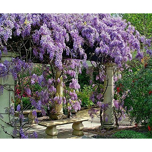 3 - Amethyst Falls Wisteria Vine - Live Plant - 3 Inch Pot Pack...