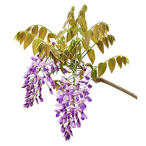 3 - Amethyst Falls Wisteria Vine - Live Plant - 3 Inch Pot Pack...