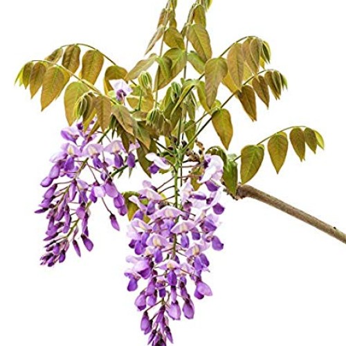 3 - Amethyst Falls Wisteria Vine - Live Plant - 3 Inch Pot Pack...