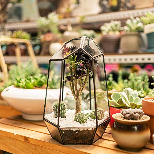 Newitty Geometric Glass Hexagon Plant Terrarium for Succulent Air ...