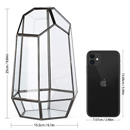 Newitty Geometric Glass Hexagon Plant Terrarium for Succulent Air ...