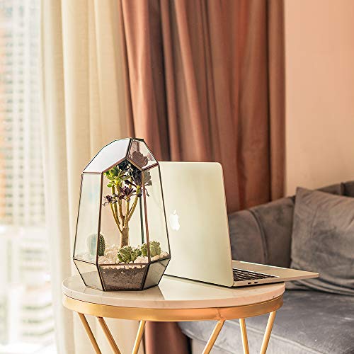 Newitty Geometric Glass Hexagon Plant Terrarium for Succulent Air ...