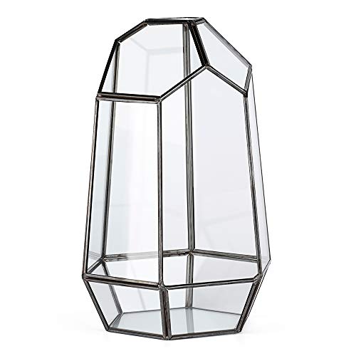 Newitty Geometric Glass Hexagon Plant Terrarium for Succulent Air ...