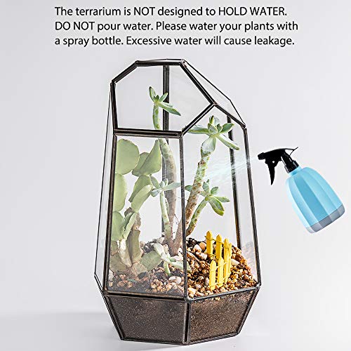 Newitty Geometric Glass Hexagon Plant Terrarium for Succulent Air ...