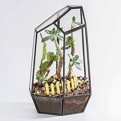 Newitty Geometric Glass Hexagon Plant Terrarium for Succulent Air ...