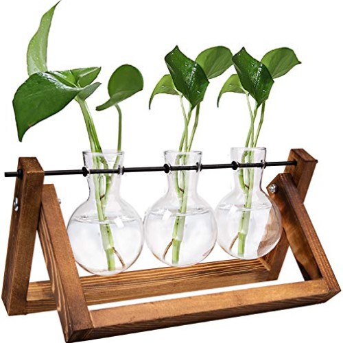 Nicunom Desktop Glass Planter Bulb Vase Tabletop Plant Terrarium w...