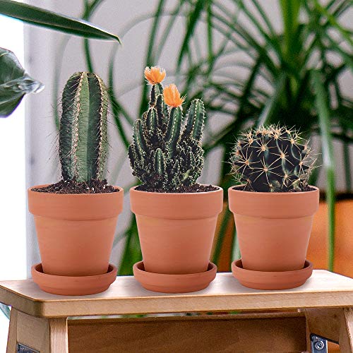 Nilos 12 Pack Terra Cotta Pots with Saucer - 12Pcs 3 inches Clay P...