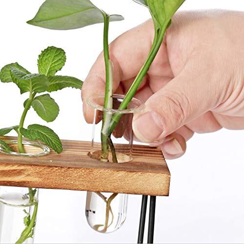 NMFIN Hydroponic Vase - Desktop Plant Terrarium, Air Test Tube Des...