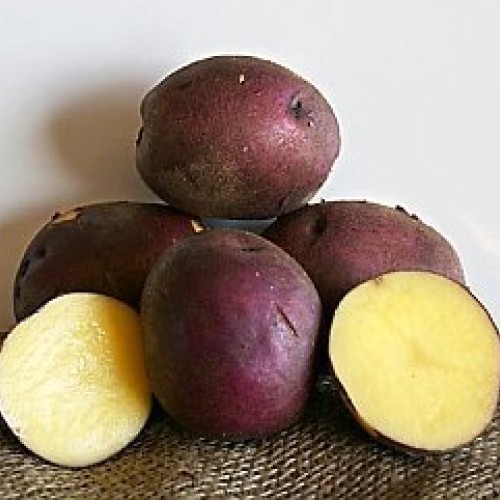 AAA Certified Red Gold Potato Seed 3 LBs Non GMO and Virus Free Gr...