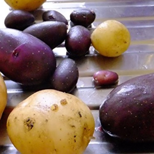 AAA Certified Red Gold Potato Seed 3 LBs Non GMO and Virus Free Gr...