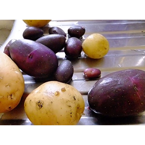 AAA Certified Red Gold Potato Seed 3 LBs Non GMO and Virus Free Gr...