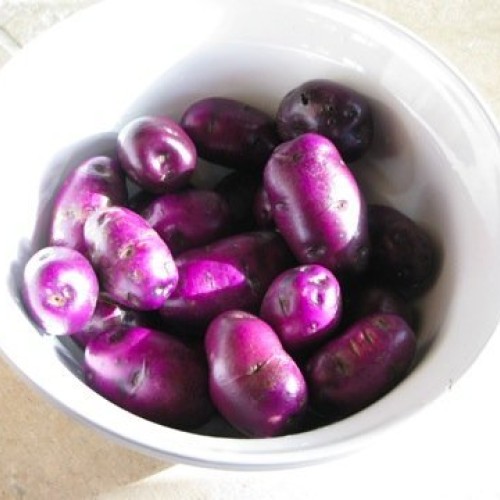 AAA Certified Red Gold Potato Seed 3 LBs Non GMO and Virus Free Gr...
