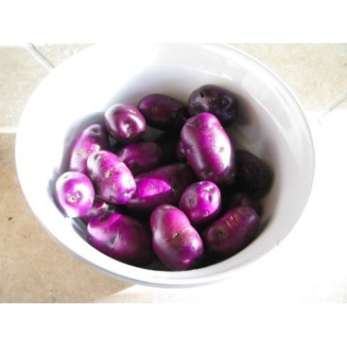 AAA Certified Red Gold Potato Seed 3 LBs Non GMO and Virus Free Gr...