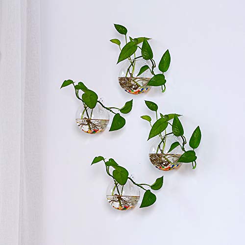 Nuptio 6 Pcs Wall Hanging Planters Glass Planter Terrariums Round ...