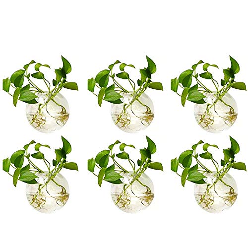 Nuptio 6 Pcs Wall Hanging Planters Glass Planter Terrariums Round ...