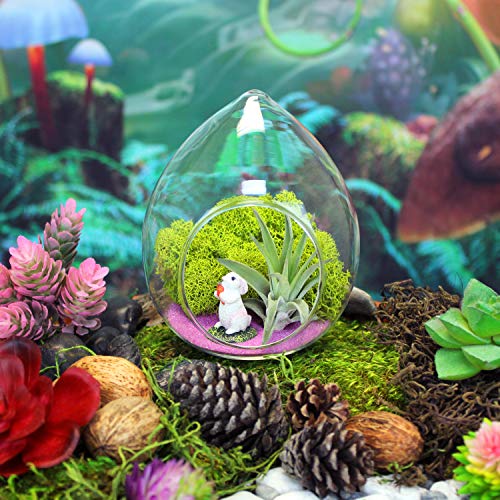 5-Inch Easter Bunny Air Plant Terrarium Complete Kit with Glass Te...
