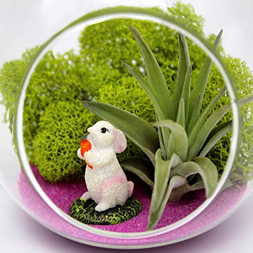 5-Inch Easter Bunny Air Plant Terrarium Complete Kit with Glass Te...